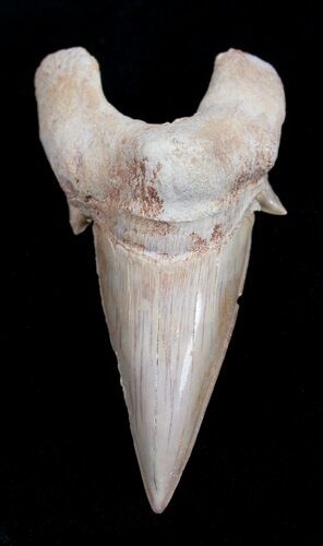 High Quality Otodus Fossil Shark Tooth #1745